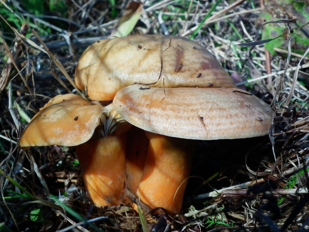 Поздние рыжики. - Владимир Шиоевич Арбузов Поздние рыжики. - Владимир Шиоевич Арбузов