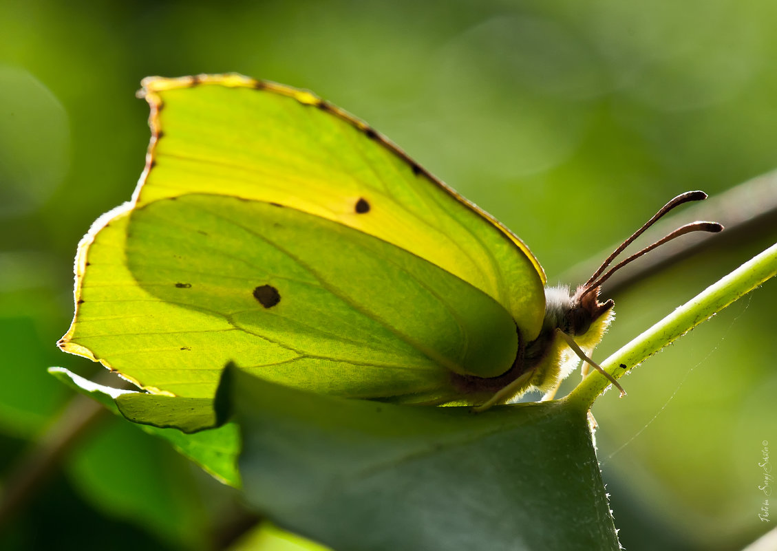 * - Сергей Шефер