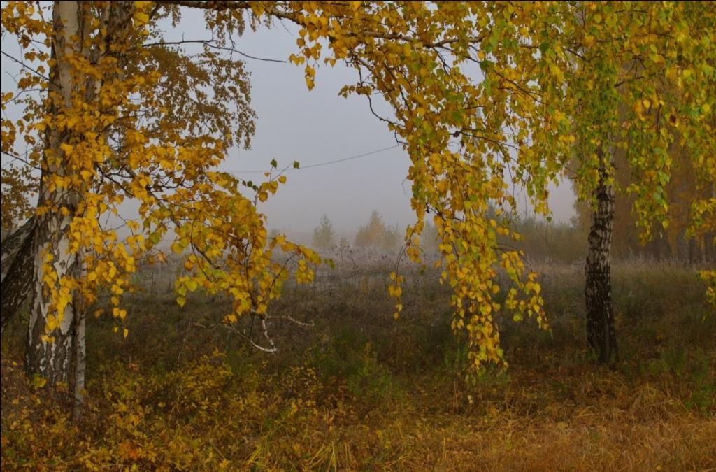 Утро туманное. Ветка березы - Людмила Якимова