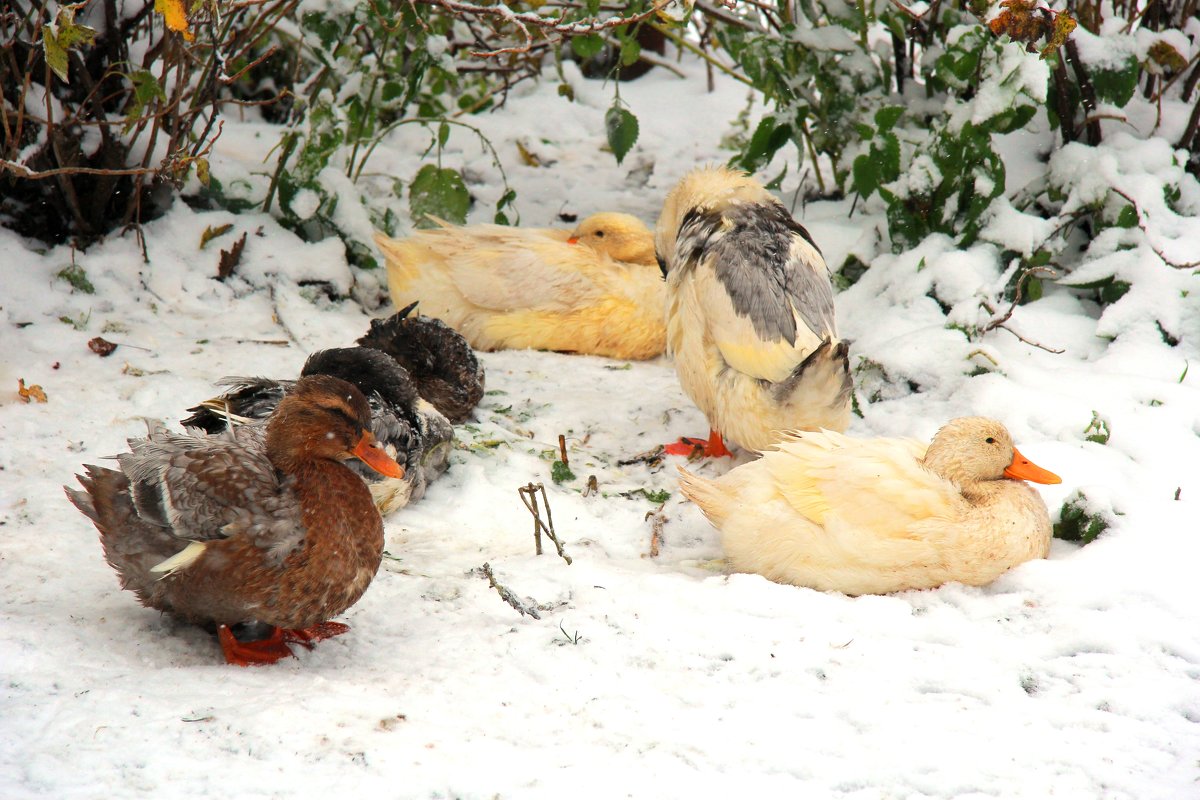 Утки и снег - Наталья Серегина