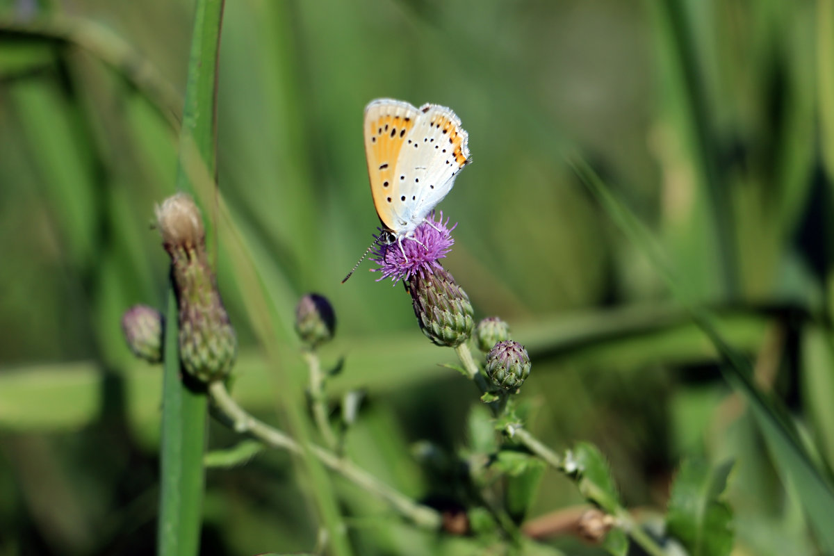 Дуэт - Елена Сидорова