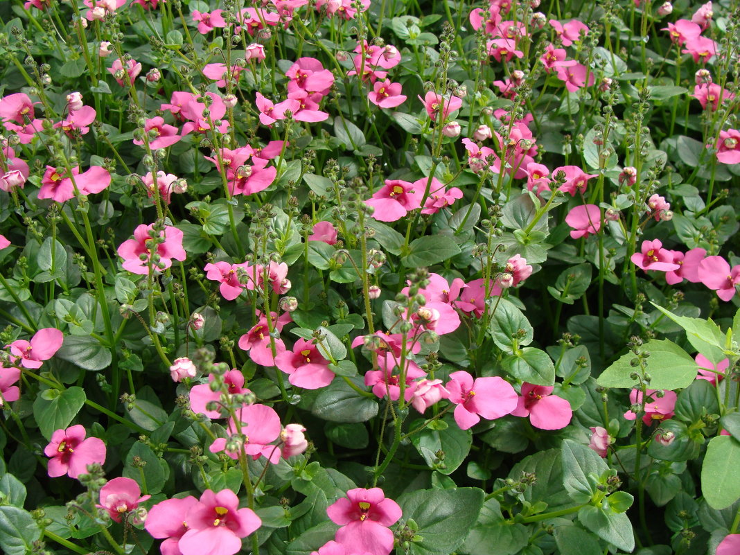 Diascia - laana laadas