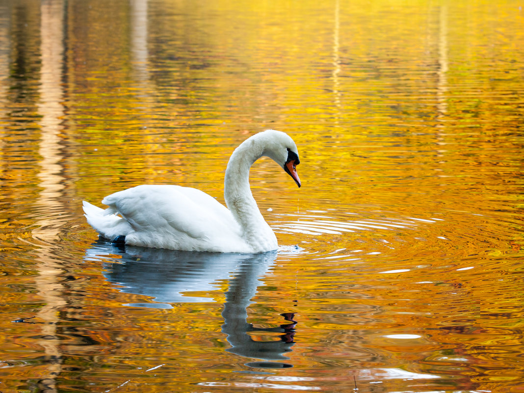 Grace and Beauty - Vadim Raskin