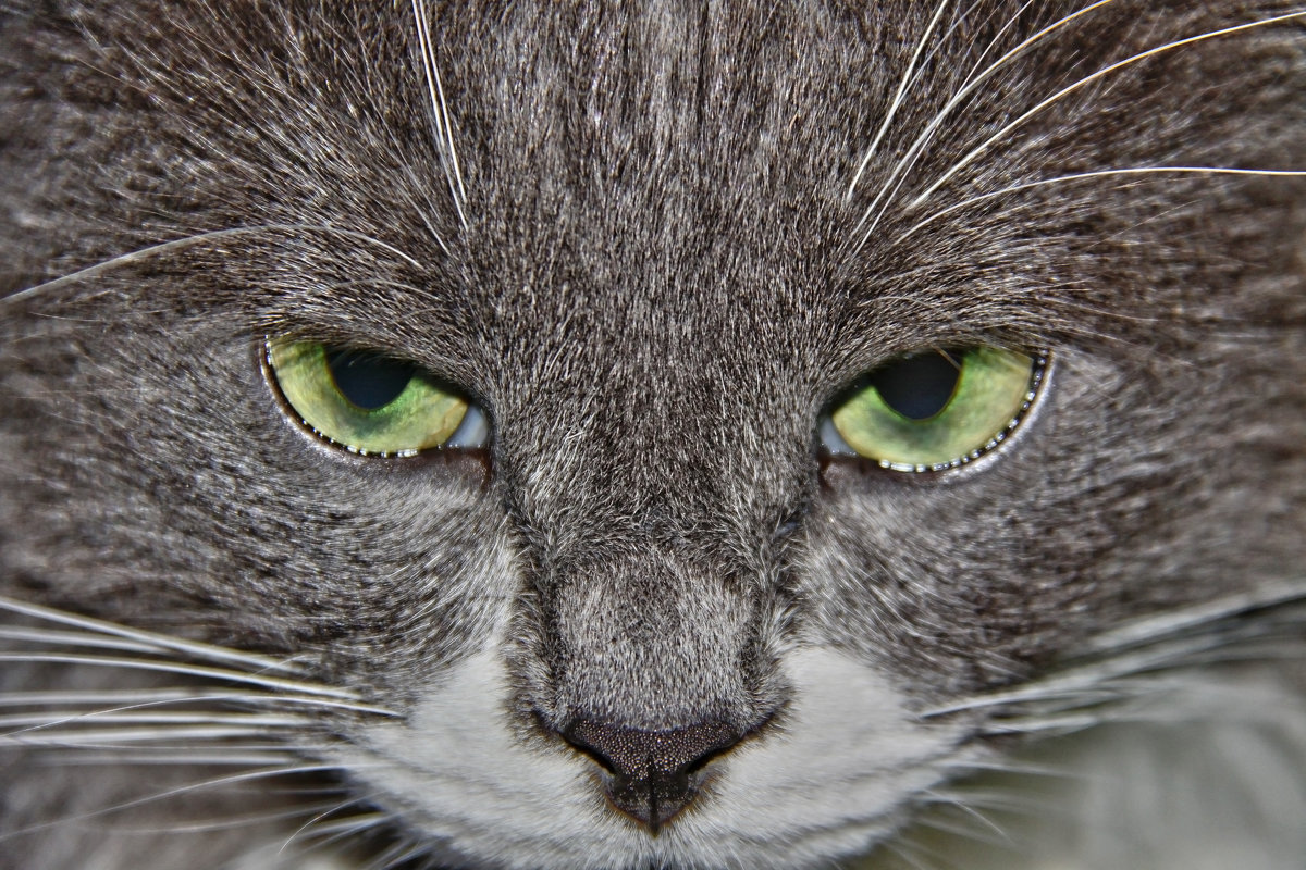 Кошачий "Вольф Мессинг" - Alexandr Zykov Кошачий "Вольф Мессинг" - Alexandr Zykov