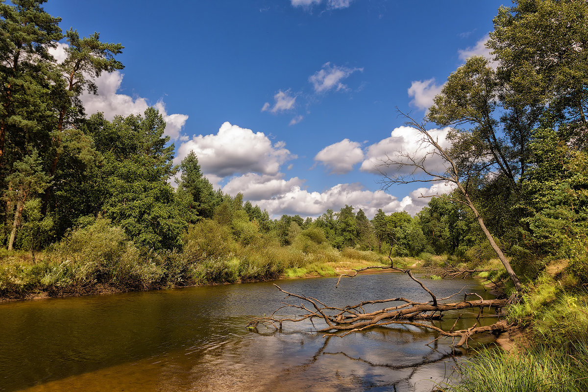 птичь - александр макаренко