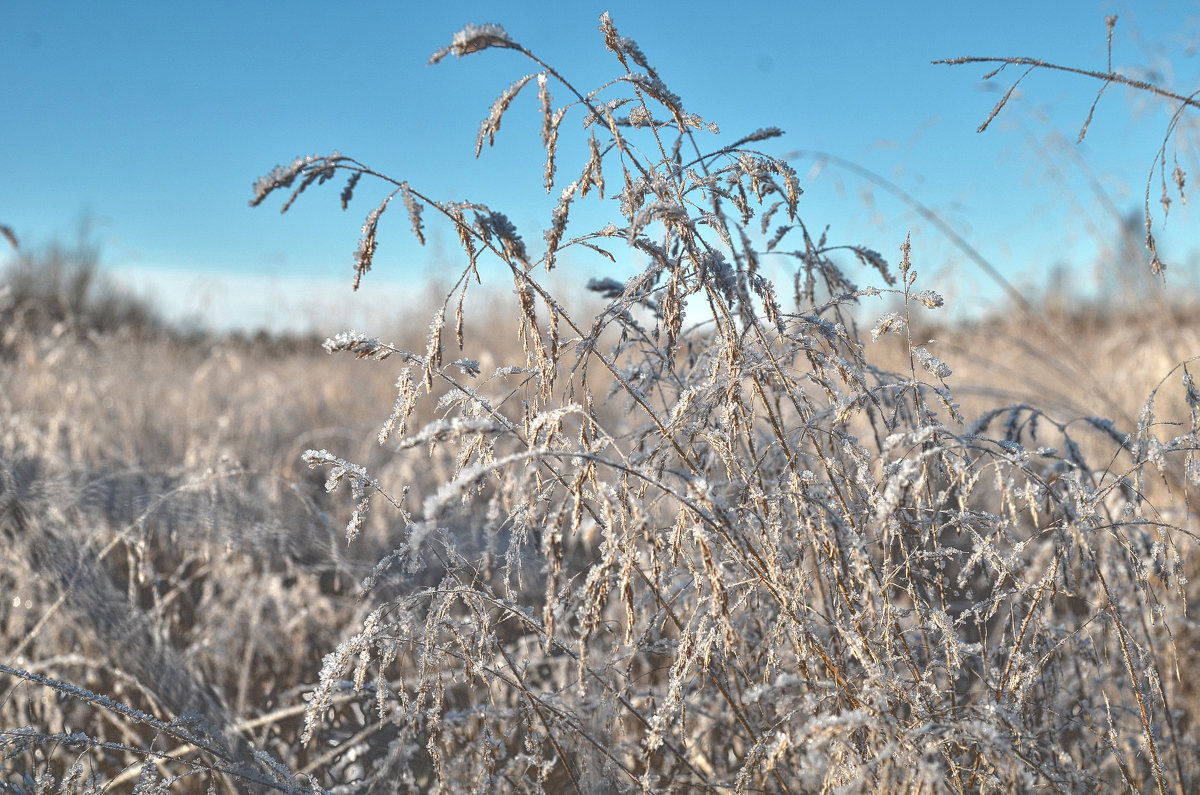 Полевой роман - Viktor Pjankov