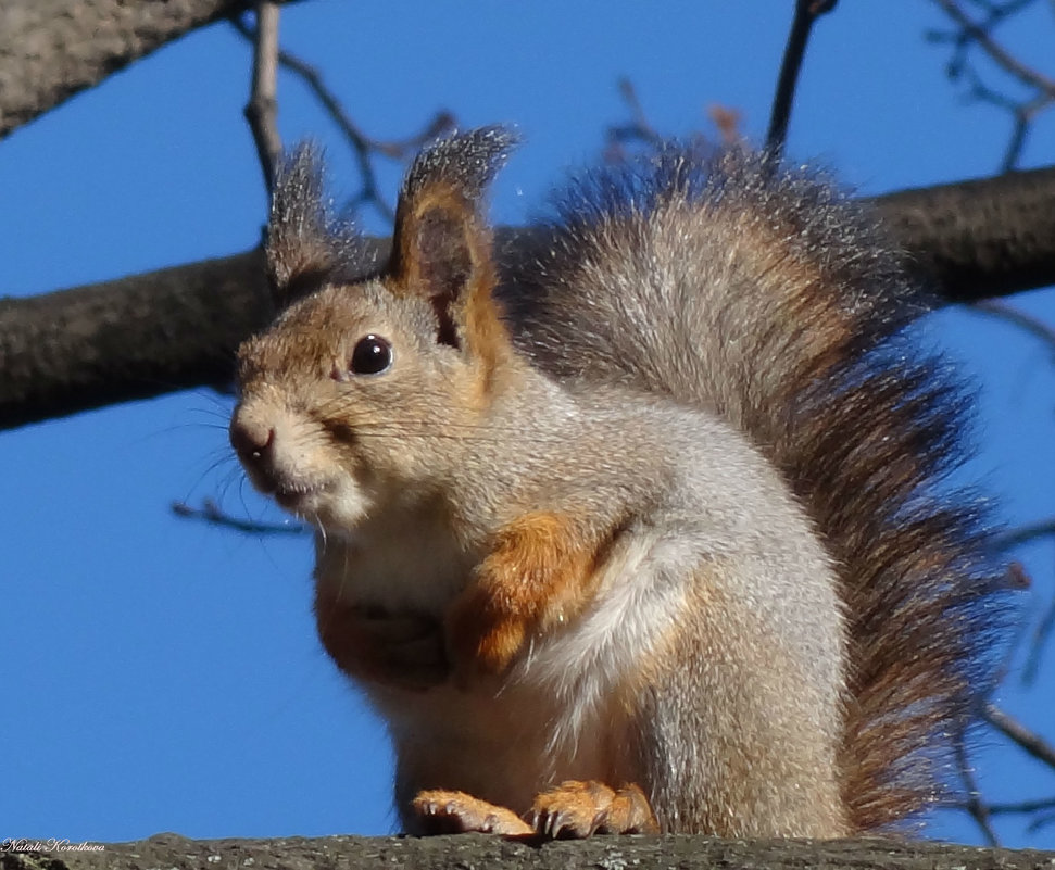 *** - Наталия Короткова *** - Наталия Короткова