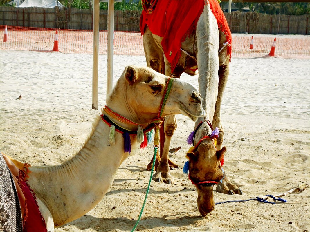 На отдыхе... - Ирина 