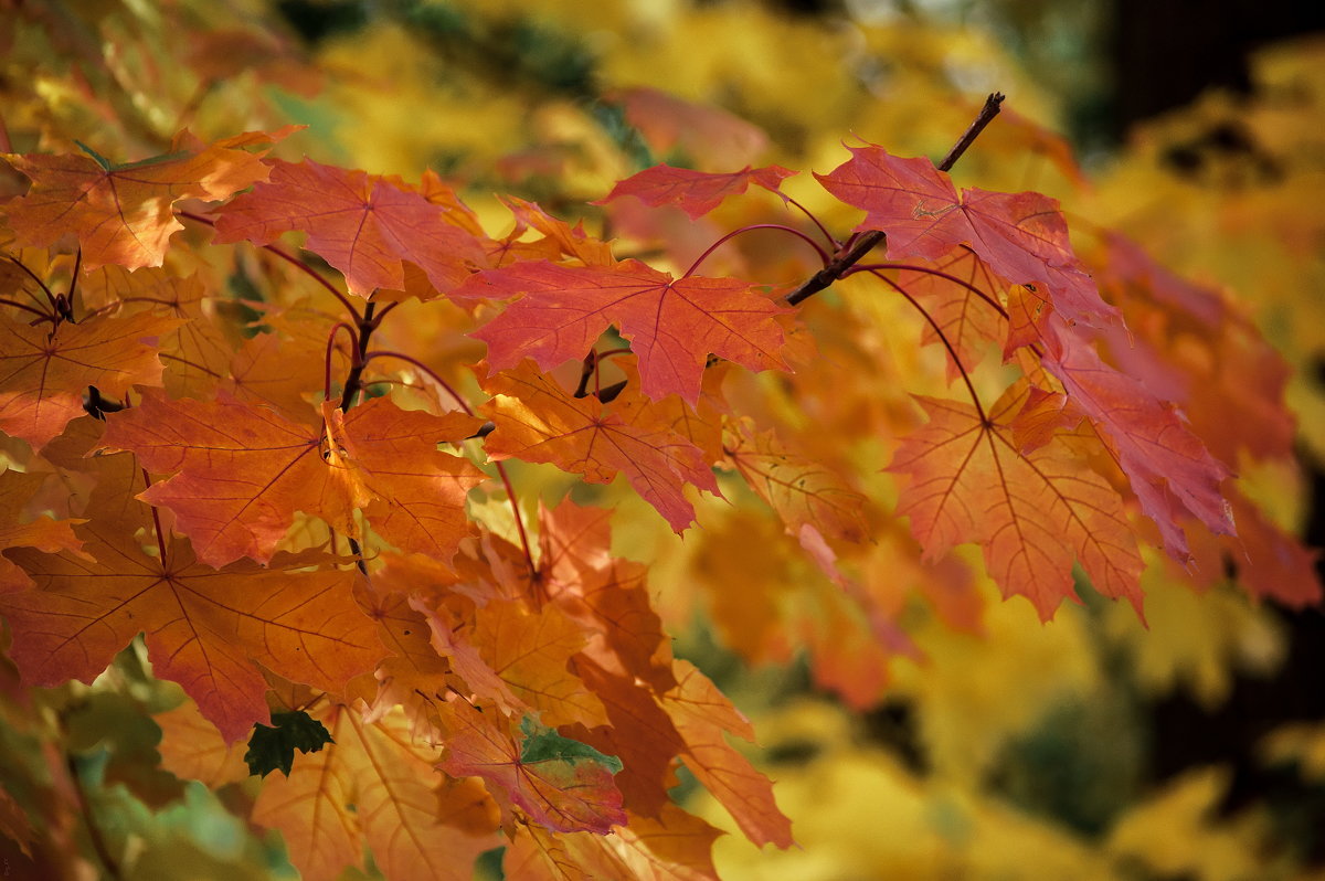 Кленовые зонтики - Светлана Григорьева