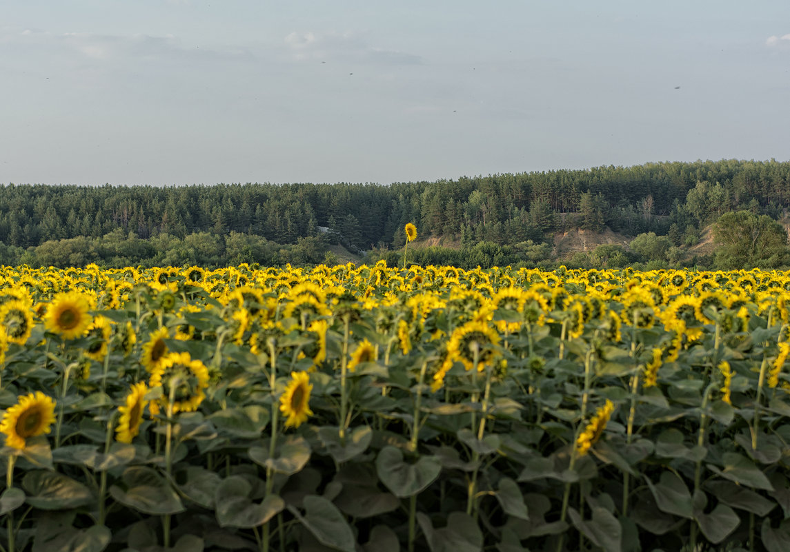 Социопат - Юрий Никульников Социопат - Юрий Никульников