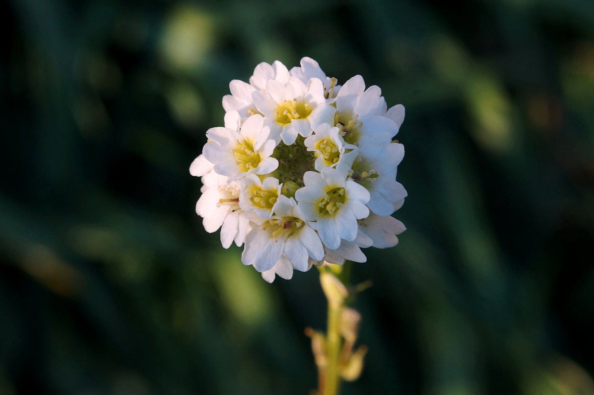 Нечто с огорода - Григорий Антонов