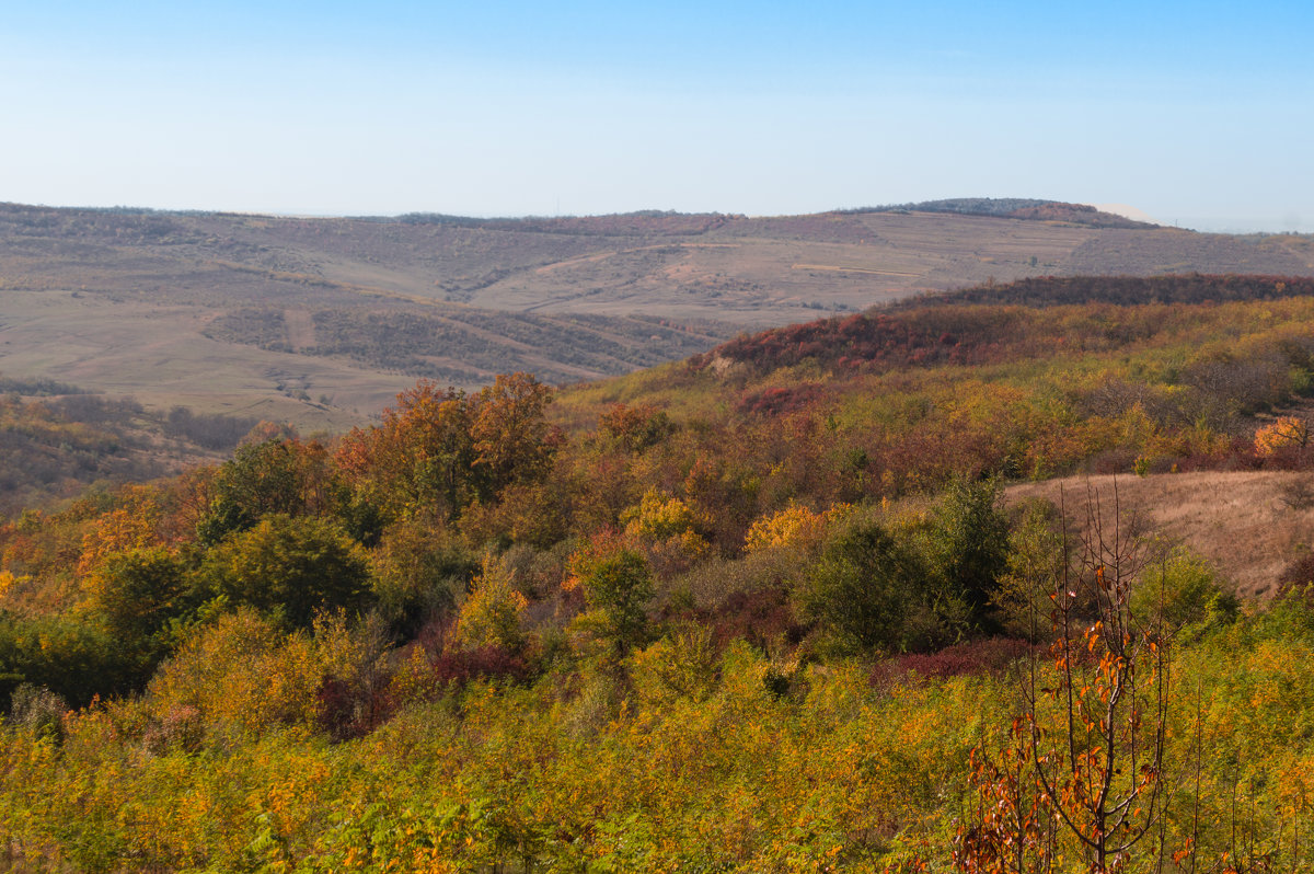 forest and plains - Vorel Moldovanu