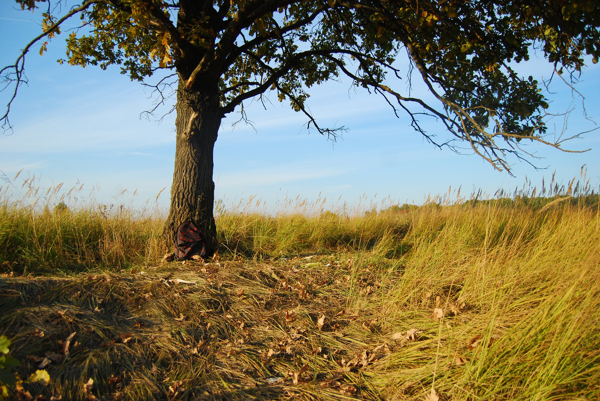 дуб - Анна Комарова 