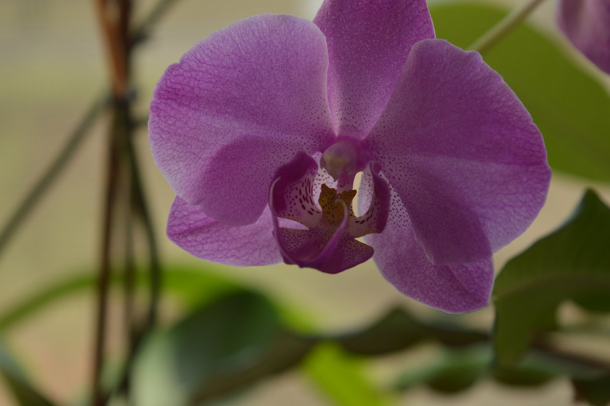 Люблю цветы - Маргарита Дорошко