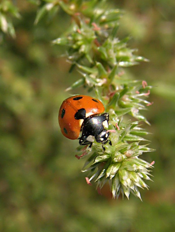 Божья коровка. - Татьяна Кошкина Божья коровка. - Татьяна Кошкина