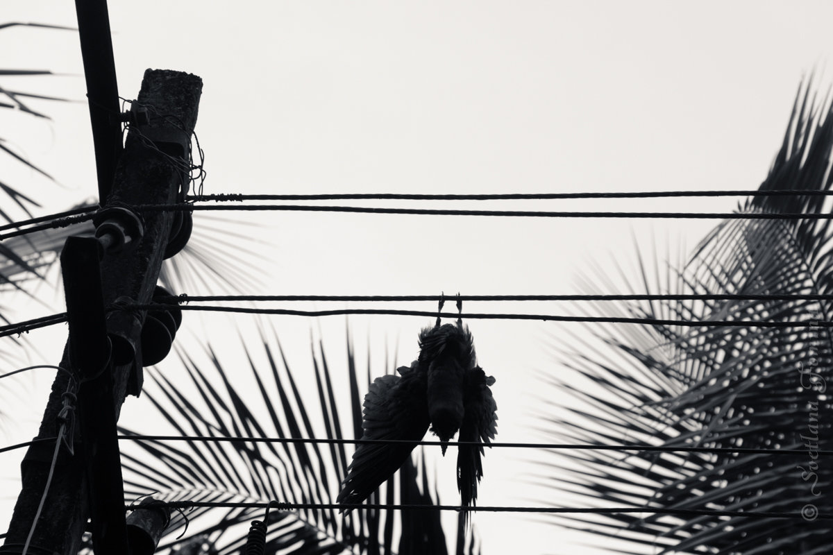 безвременная смерть - Светлана Фомина