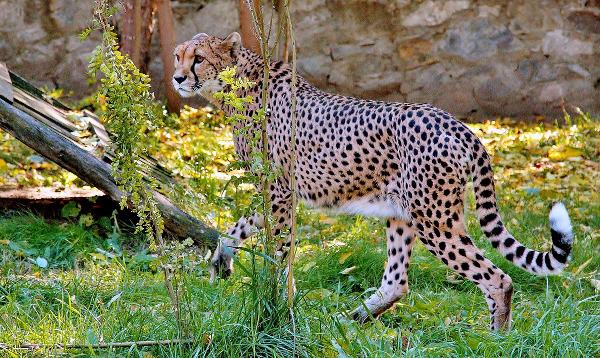 Г33 - Аркадий Лаптенко