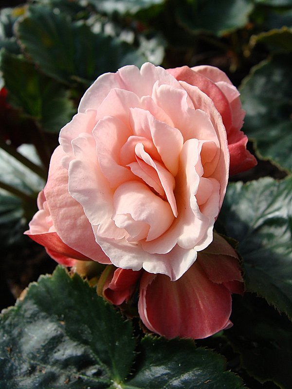 Begonia White Blush - laana laadas