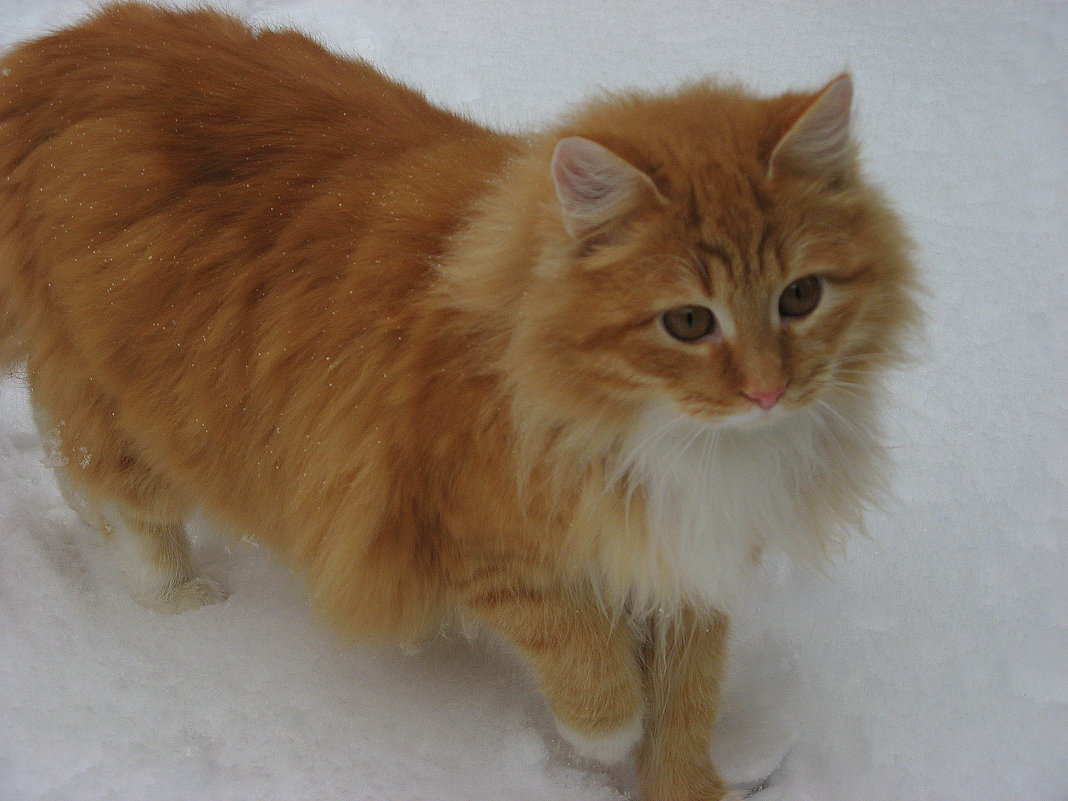 Мурзик - Наталия *** Мурзик - Наталия ***