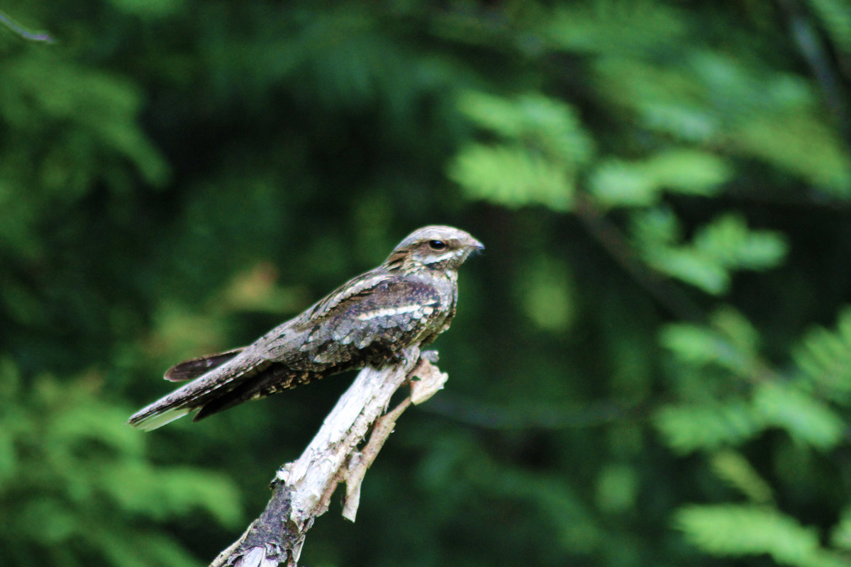 Козодой, или Caprimulgus europaeus - Краснов  Ю Ф 