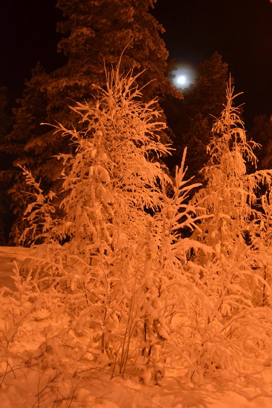 Ночь такая лунная была... - Ольга 