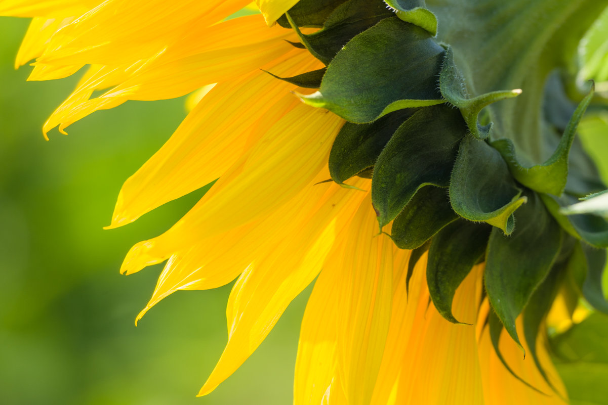 Cолнечник - Varyanikov Sergey 