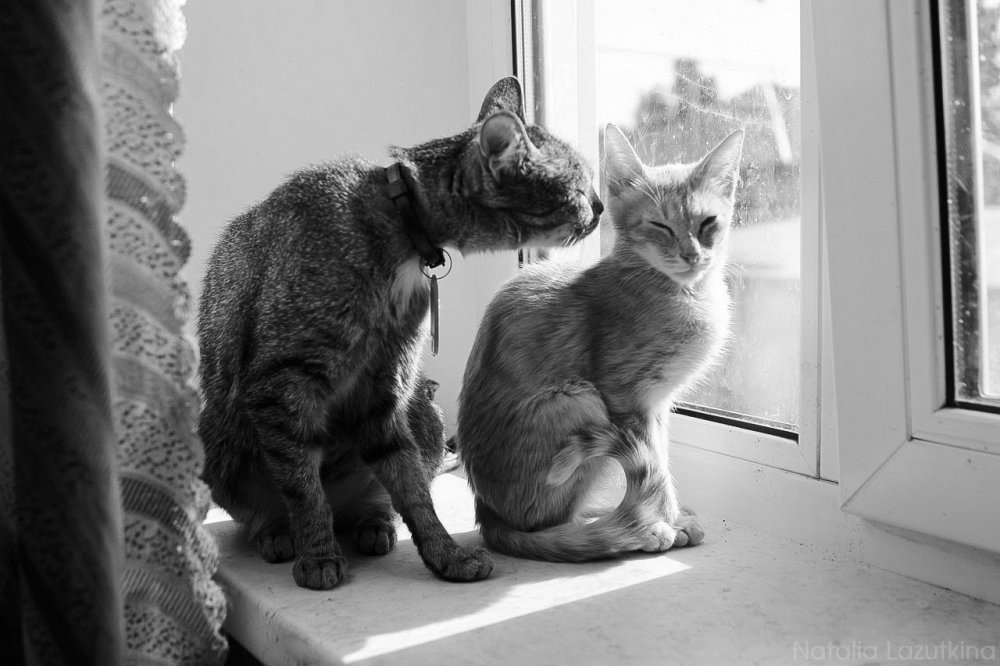 Забота.. - Наталья Бугримова Забота.. - Наталья Бугримова