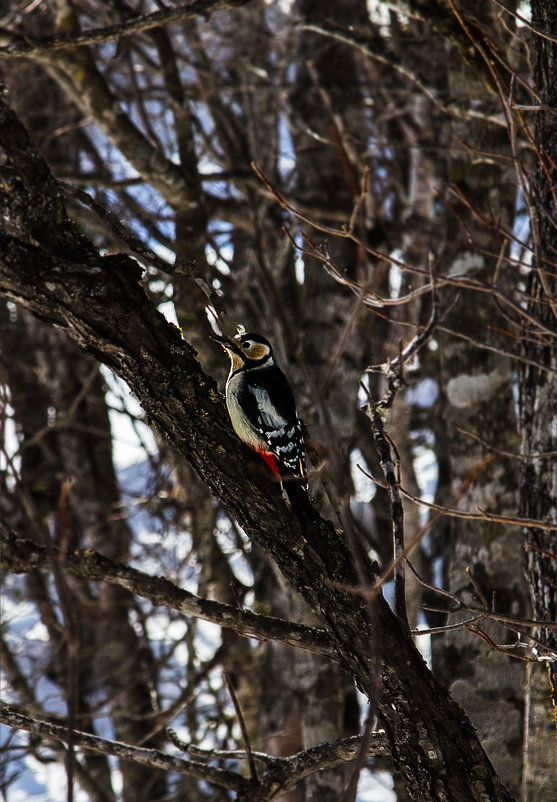 Дятел - Мария Ипполитова 