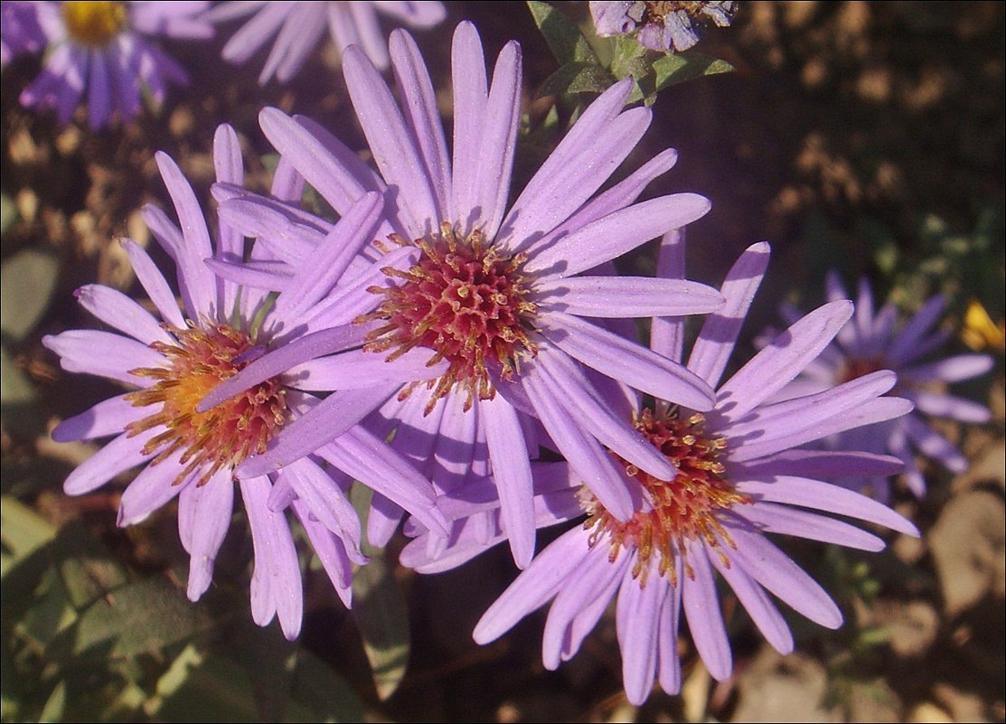 Приветливые сентябринки - Нина Корешкова Приветливые сентябринки - Нина Корешкова