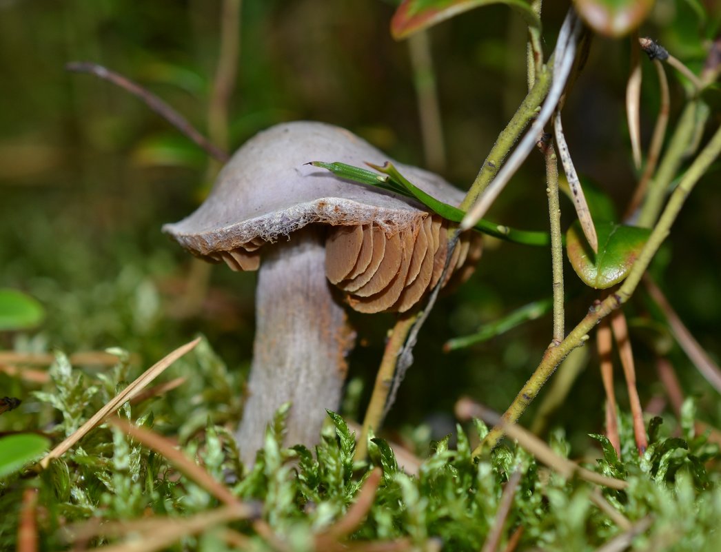 бородач - Валентина 