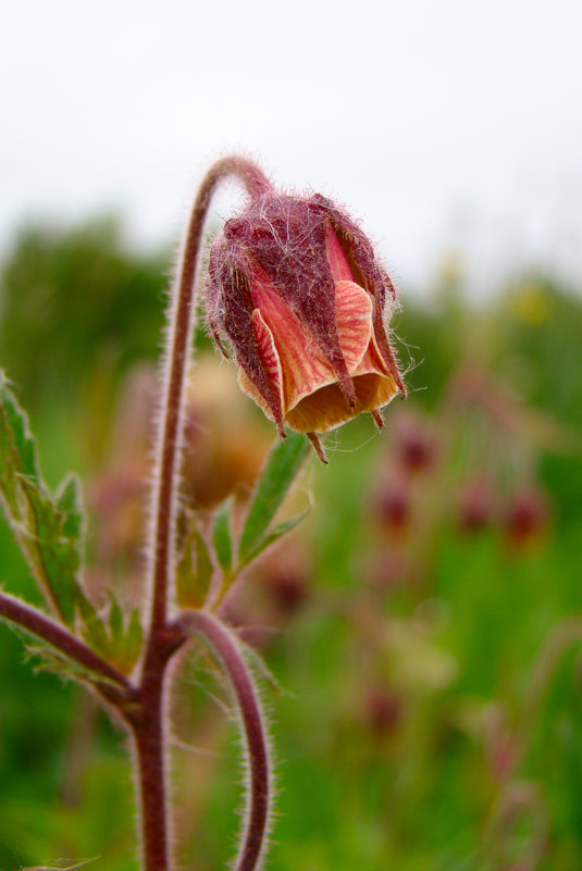 Одиночество - Герман Одиночество - Герман
