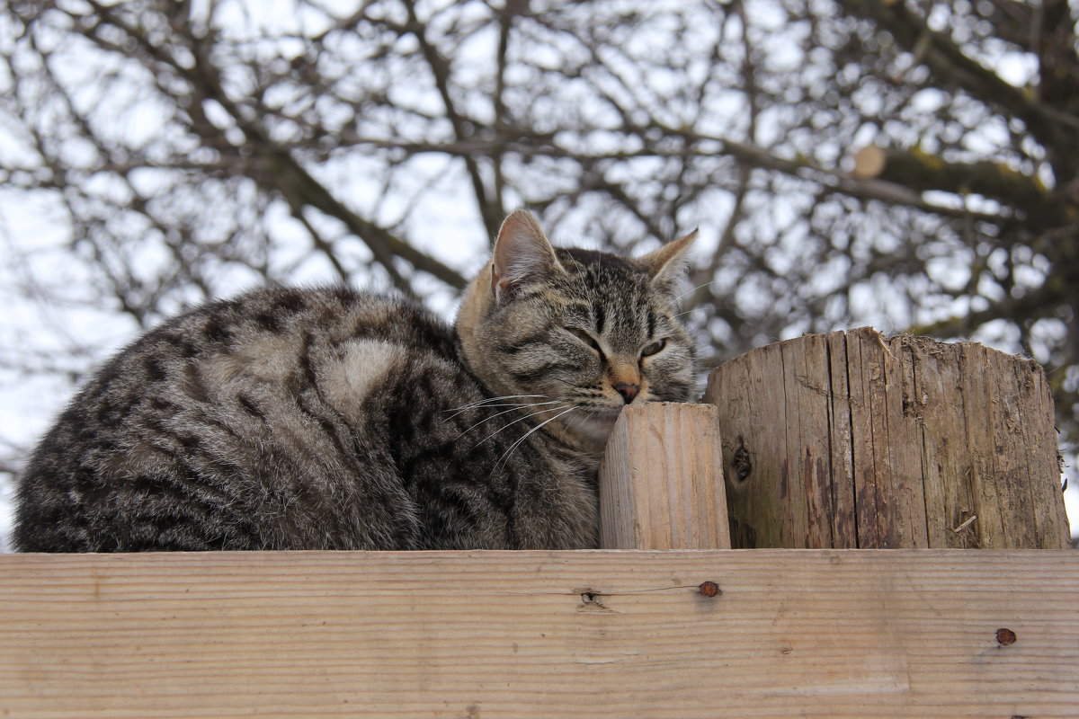 кот - Виктор Козлов