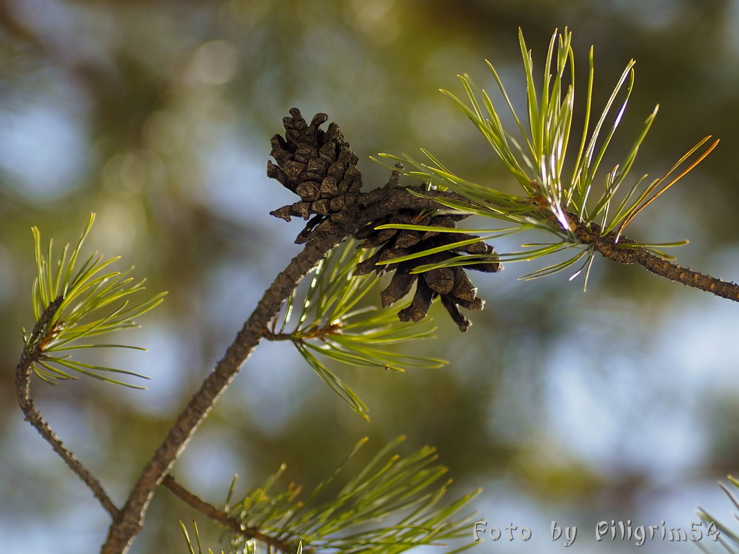 --- - Анатолий Piligrim54 Крюков