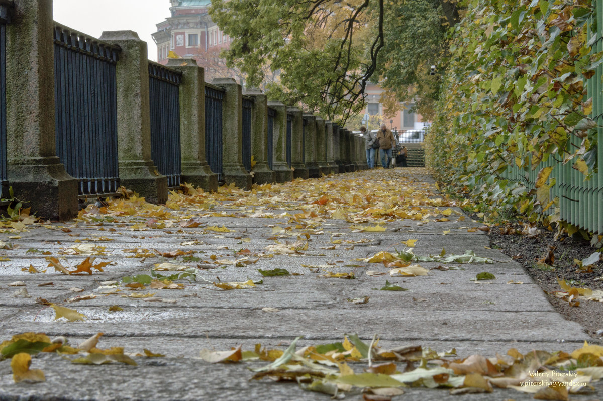 Желтые листья в Летнем саду - Valeriy Piterskiy Желтые листья в Летнем саду - Valeriy Piterskiy