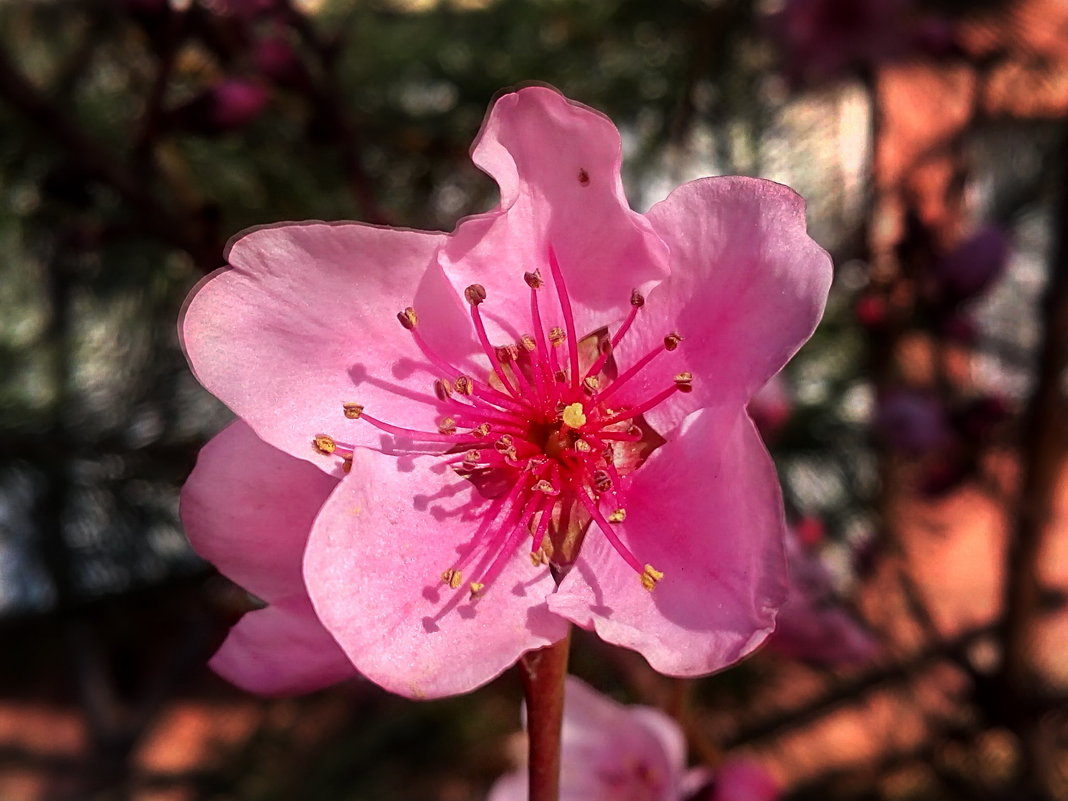 расцвёл персик - Алексей Меринов