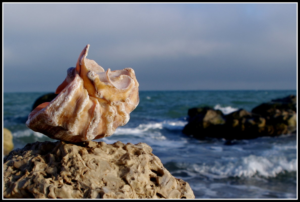 Не жить мне без моря, как море мертво без меня... - Ирина Киршина