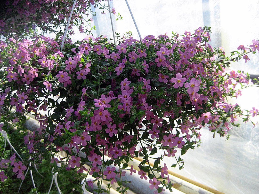 Бакопа в ампель - laana laadas Бакопа в ампель - laana laadas