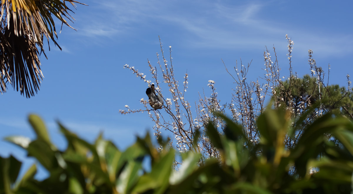 Птичка в чужом саду. - Елена Мартынова Птичка в чужом саду. - Елена Мартынова