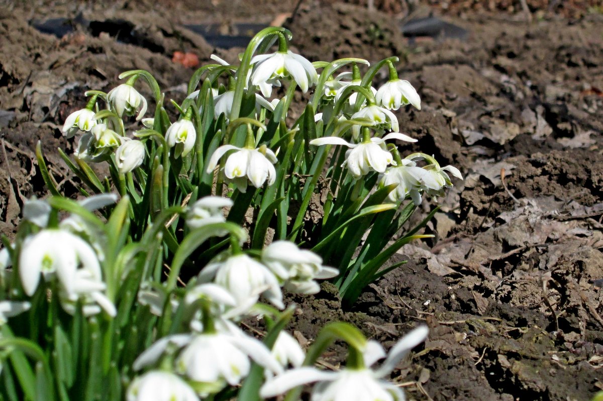 Весна - Геннадий Храмцов