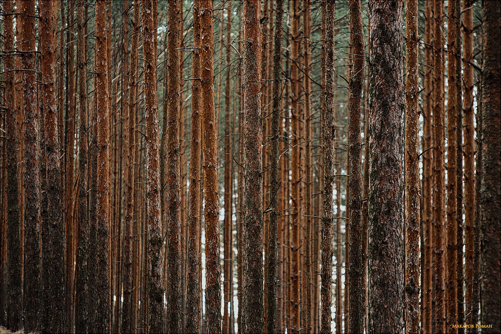 Штрих-код России - Роман Макаров
