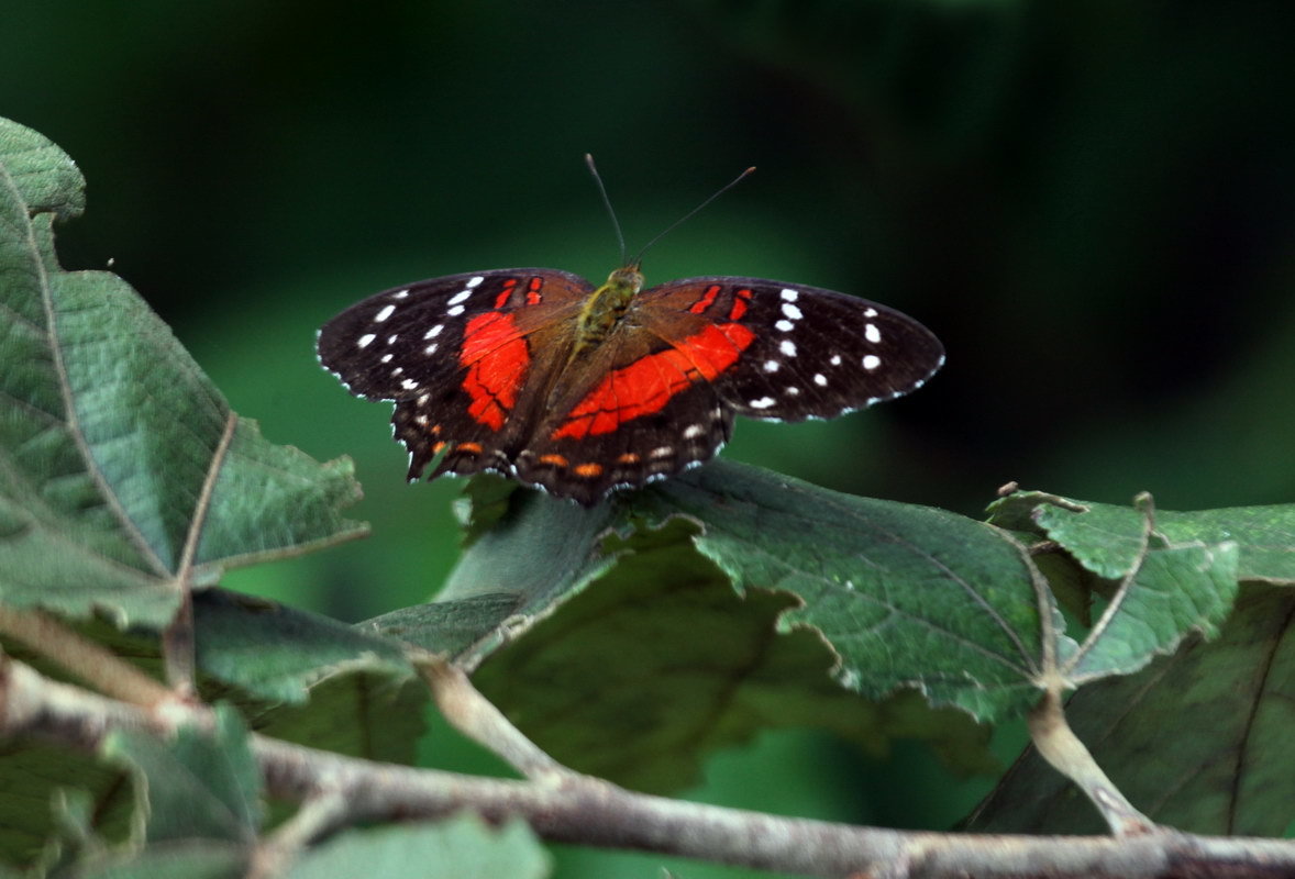 аматея анартия, Венесуэла - Михаил Бибичков аматея анартия, Венесуэла - Михаил Бибичков