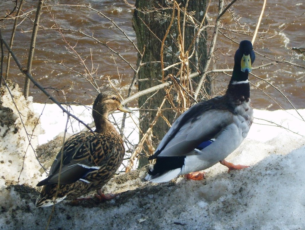 Проходим мимо!.. - ПК 