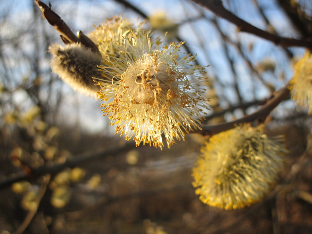 Весна. - Людмила Жердева