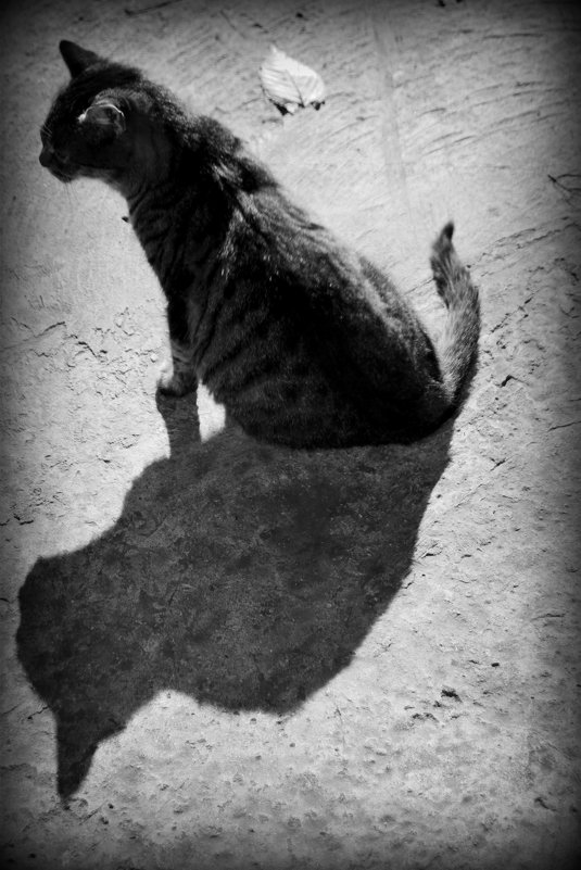 double - Катерина Чебышева