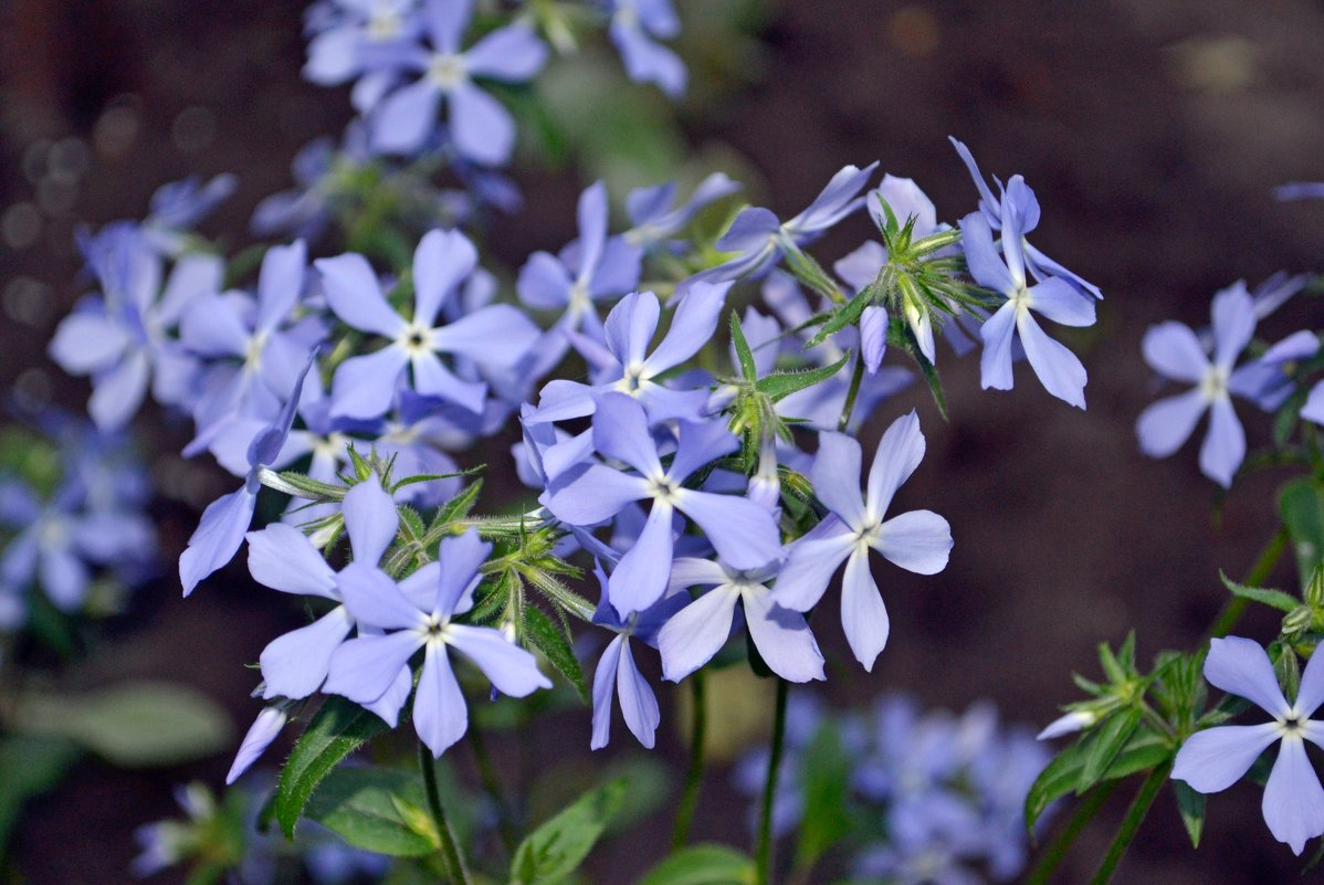 Флокс растопыренный (Phlox divaricata) - zhanna-zakutnaya З.