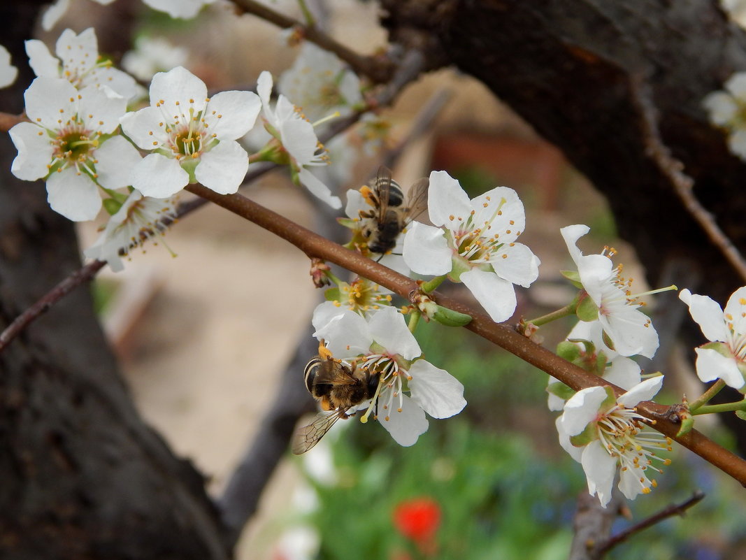 *** - Ольга Шерстобитова