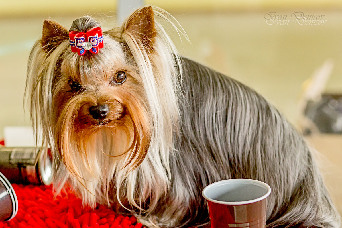 Кажется перебрала.... - Иван Денисов