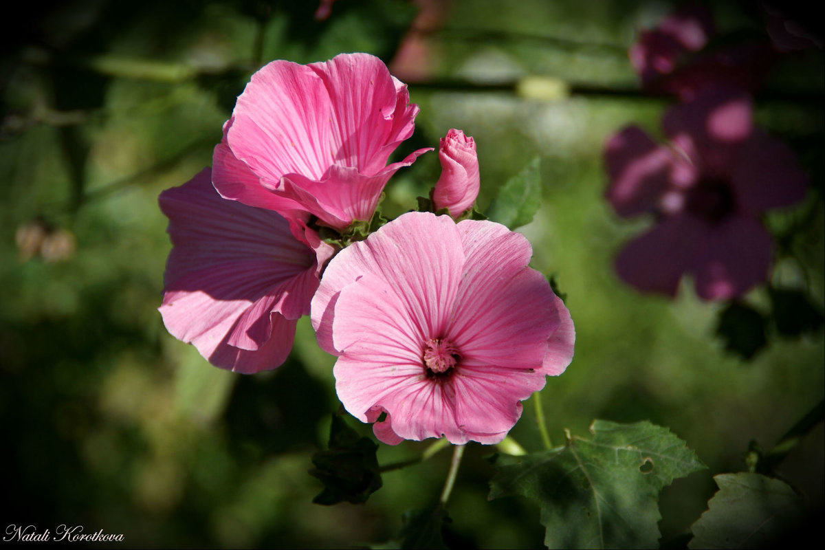 *** - Наталия Короткова