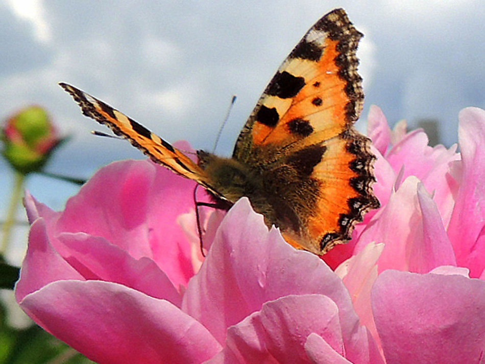 *** - Павлова Татьяна Павлова *** - Павлова Татьяна Павлова