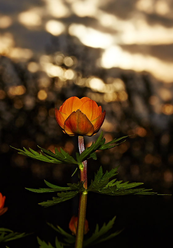 *** - Виктор Ноговицин *** - Виктор Ноговицин